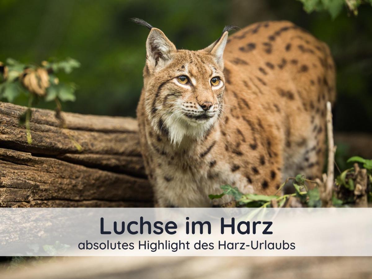 Der Fuchsbau - Fewo Lepetit - Im Sonnigen Harz - Hunde Willkommen - 100M Bis Zum Wald - Free Wlan Bad Sachsa Εξωτερικό φωτογραφία